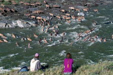 Canada-Yukon-Firth River - Rafting the Artic Slope